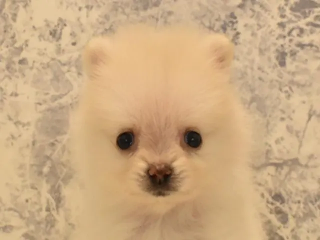 群馬県のポメラニアン (ペッツワン伊勢崎店/2025年2月23日生まれ/男の子/クリーム)の子犬